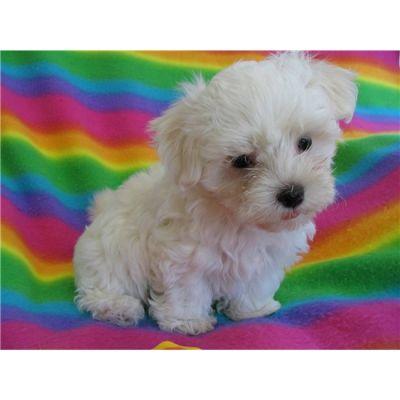 Tiny teacup pup