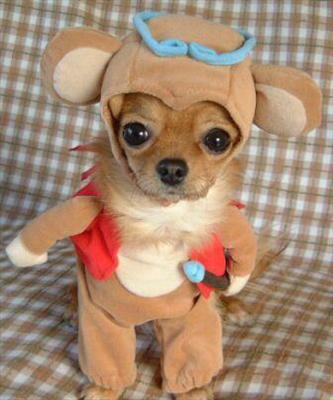 Funny pup xD !!