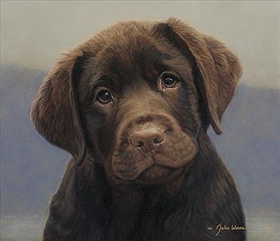 Chocolate Labrador