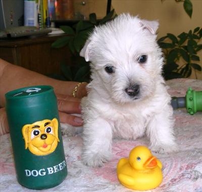 Puppy & ducky