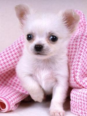 Adorable mini chihuahua
