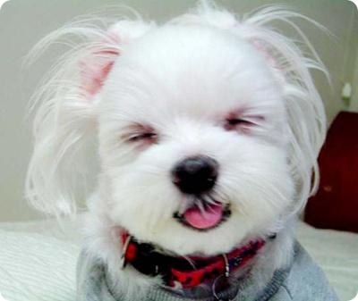 Puppy smile