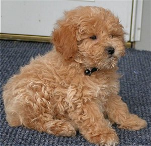 Mini peanut pup