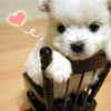Puppy on a chair