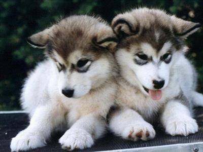 Twin pups