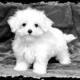 Fluffy pup