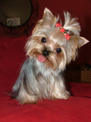 Yorkie 