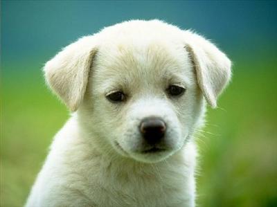 White puppy =)