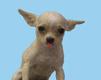 Big eared chihuahua