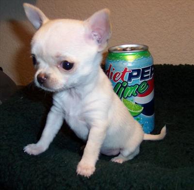 Tiny chihuahua