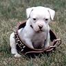 Pup in a basket