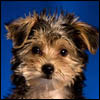 Scruffy dog 