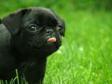 Black pug