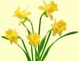 daffodils
