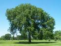Tree Shade