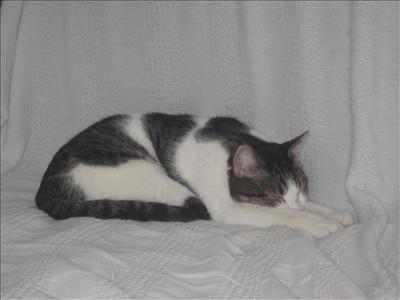 cat