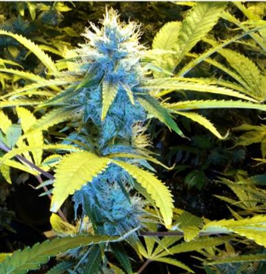Crazy Blue Bud