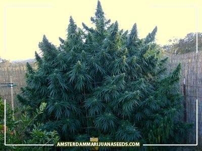 Happy Outdoor Mix