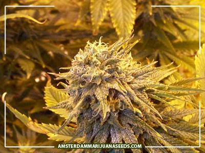 Silver Haze