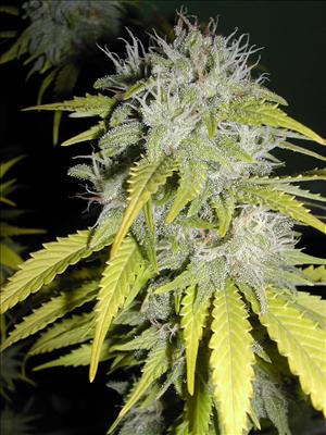 MarryBud