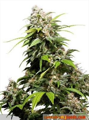 California Weed