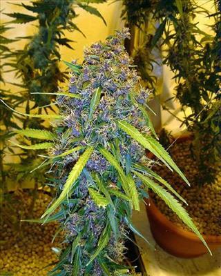 Purple-Blue Shit