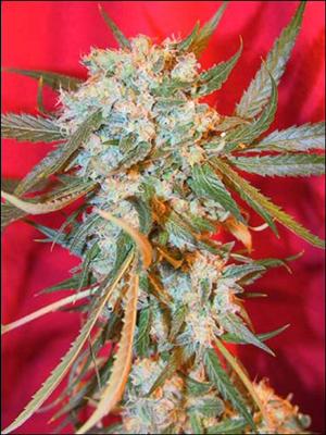 Grapefruit