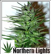 Northern Light
