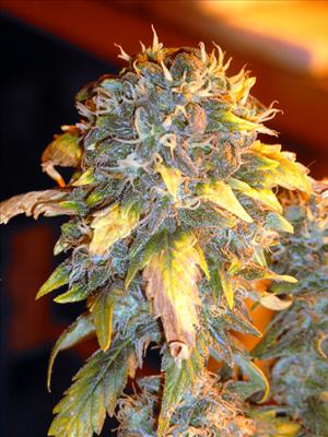 Master Hemp