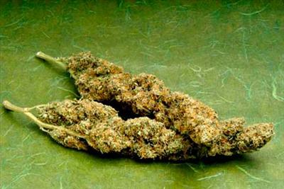 Mexico Special