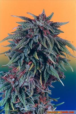 Purple High