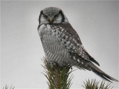 Hökuggla