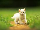 kedi