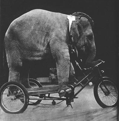 Elephant on a Bicycle