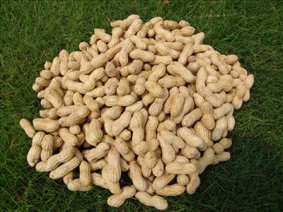 KACANG ABUIH
