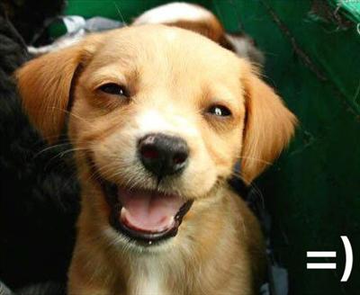 Dog smile