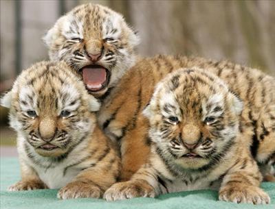 white tiger cubs 2