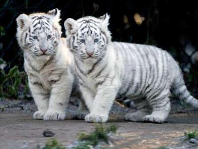 white baby tigers 1