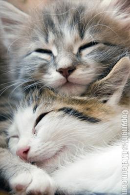 kitten 1