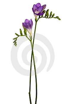 Freesia