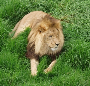 Lion 