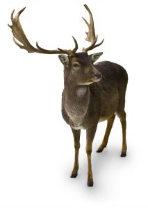 Reindeer