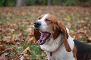 Yawning Beagle
