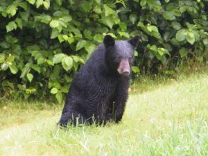 Black Bear
