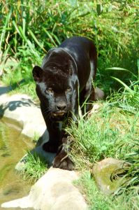 Black Panther