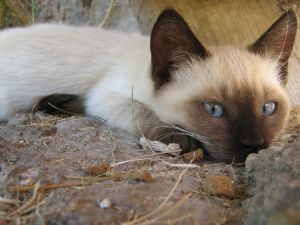 Siamese Cat