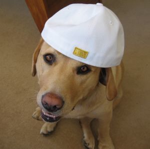 Golden HALLOWEEN Retriever 