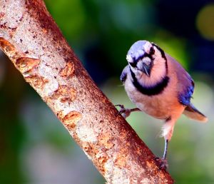 Blue Jay Bird