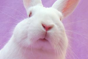 Easter Bunny