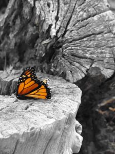 Monarch Butterfly